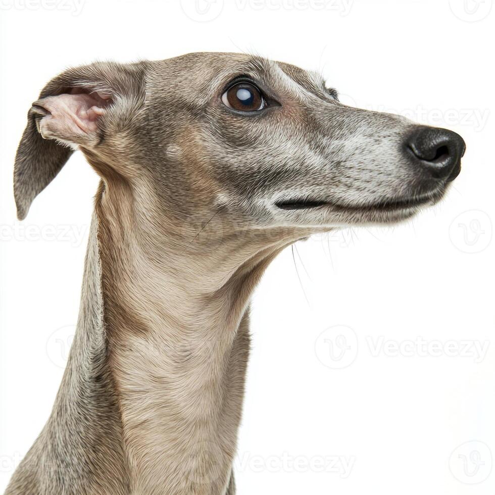 This striking Spanish Greyhound stands tall, its slender neck and refined face highlighted beautifully against the stark white background, embodying elegance and grace. photo