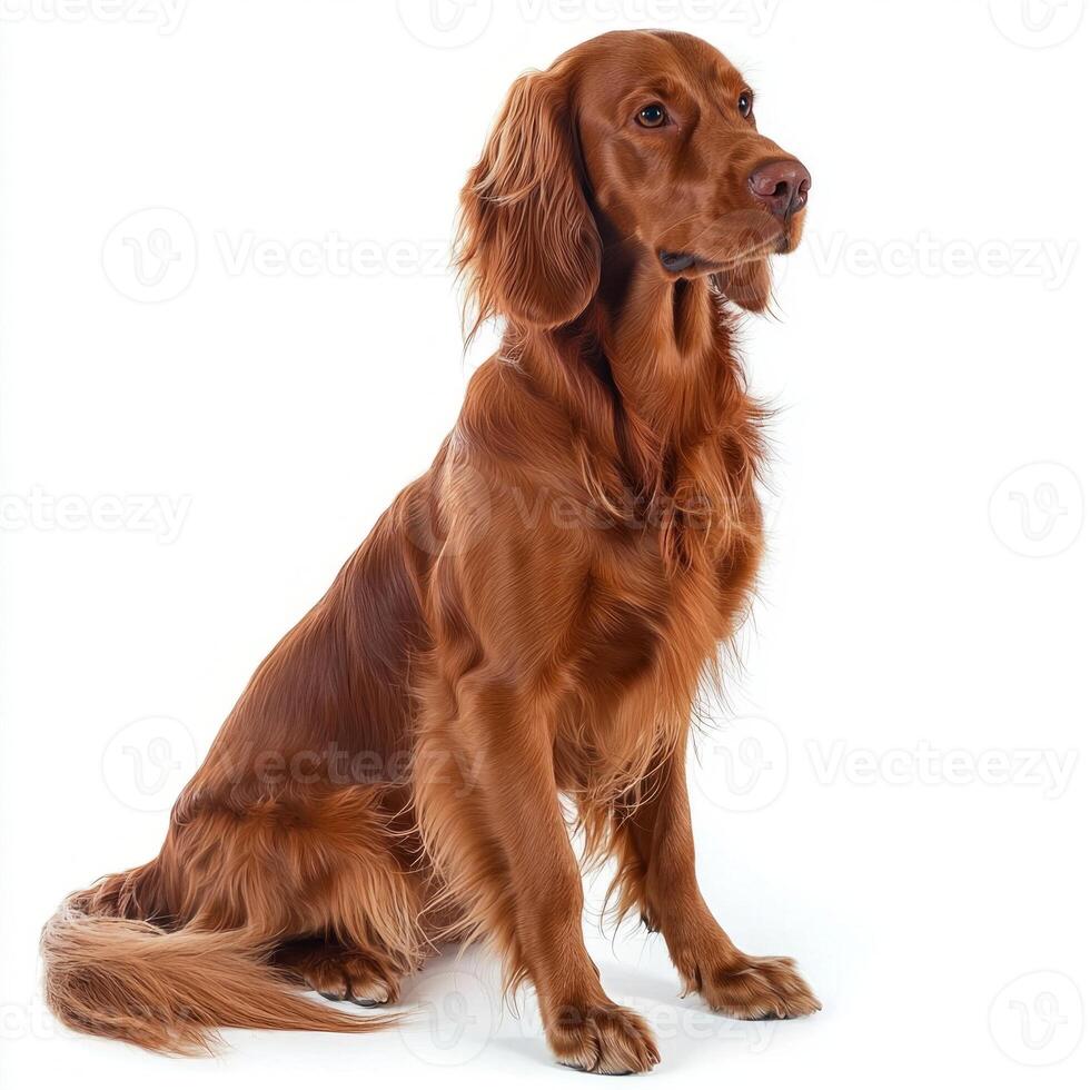 elegant Irish Setter rests calmly with its luxurious red fur shimmering softly. Its expressive eyes reveal warmth and intelligence in a minimalist setting. photo