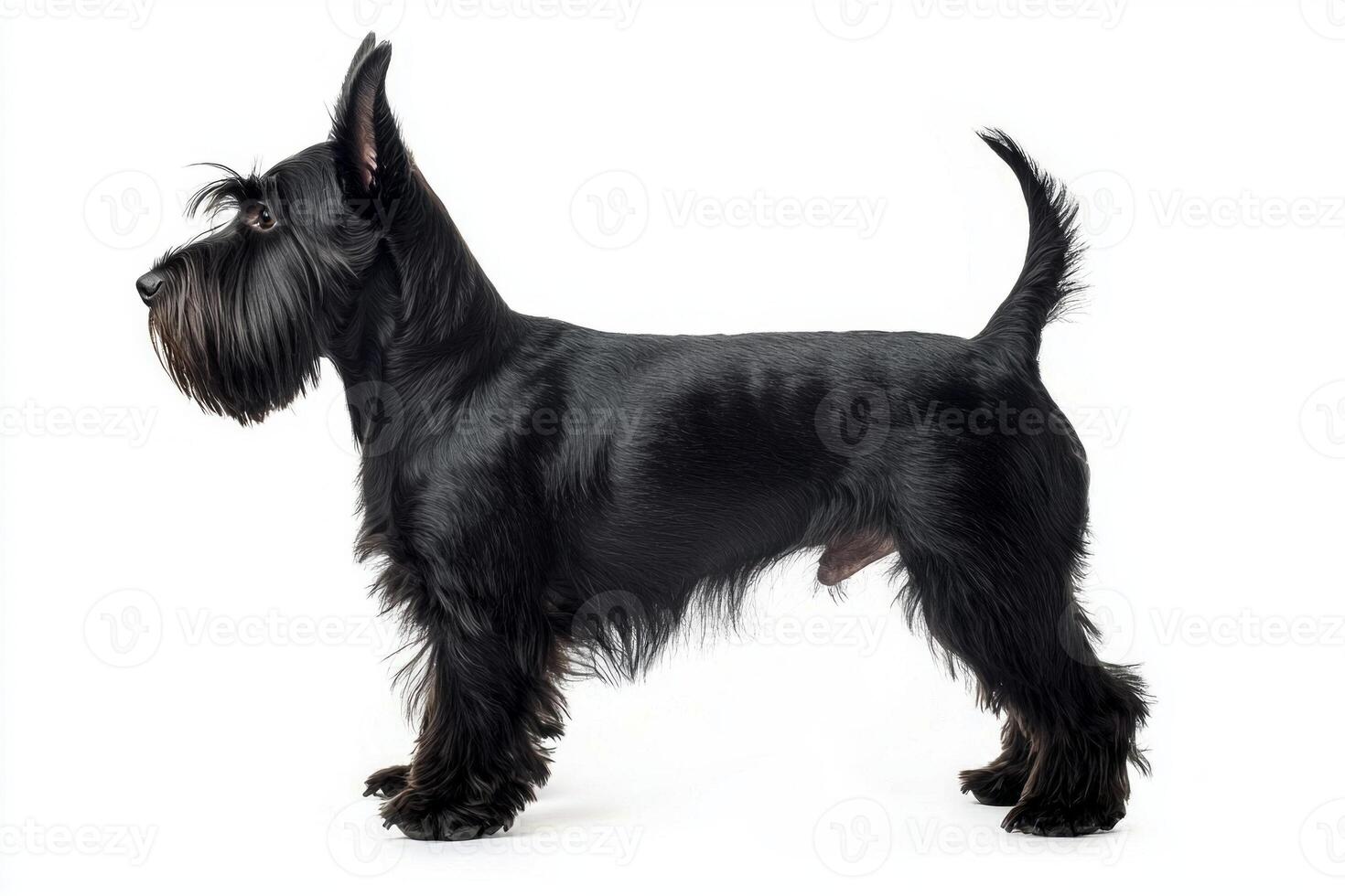 With its characteristic short legs and wiry black coat, this Scottish Terrier exudes charm and confidence, embodying the essence of this spirited breed in a striking pose. photo
