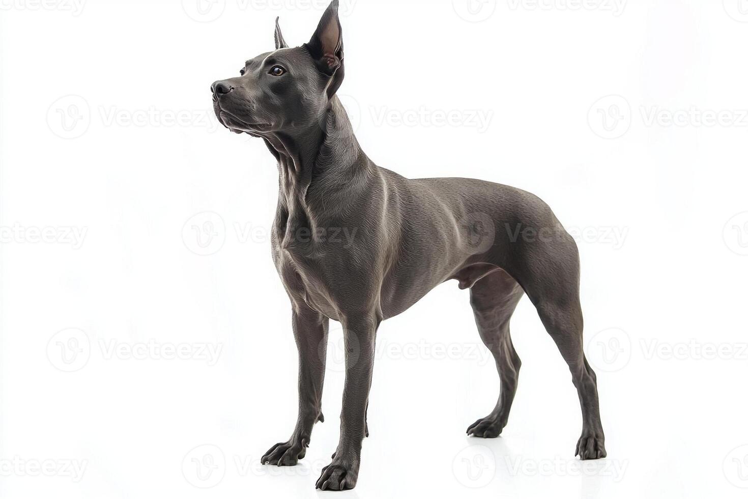 elegant Thai Ridgeback displays its short, smooth coat and distinctive ridge along its back, showcasing the breed's powerful and confident stature. photo