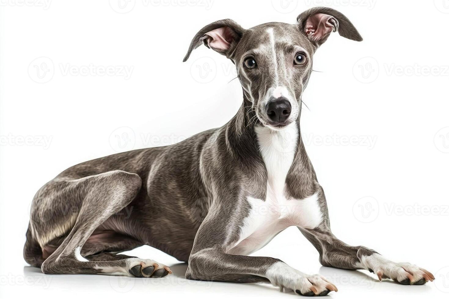 charming Whippet sits quietly, showcasing its lean physique and gentle demeanor, embodying elegance and tranquility in a minimalist setting. photo