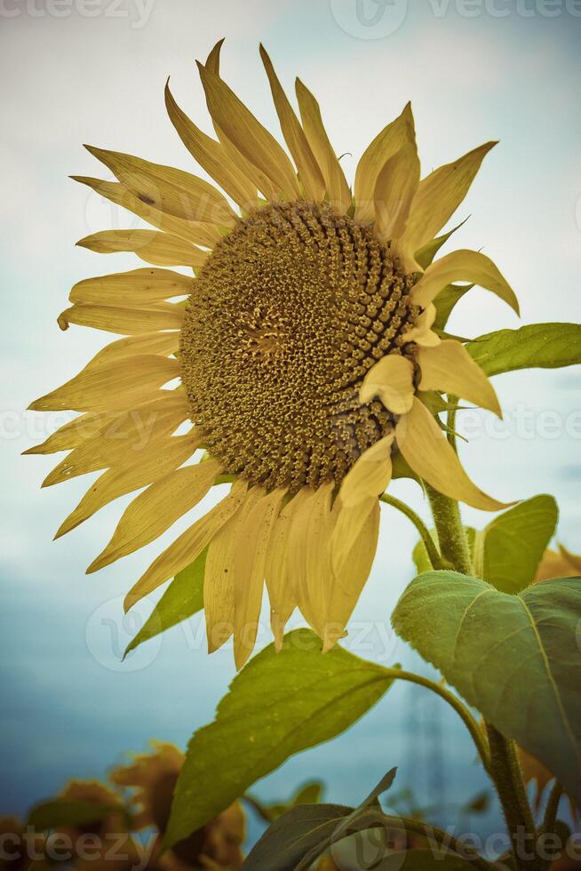 Vertical close-up of a sunflower against soft focus background. photo