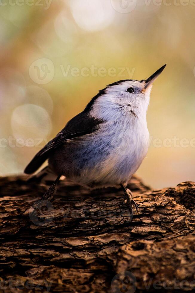 White Breasted Nuthatch sitting on a branch, looking up photo