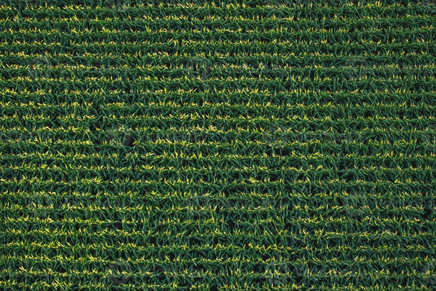 Directly above aerial view of a corn field neatly planted in rows photo