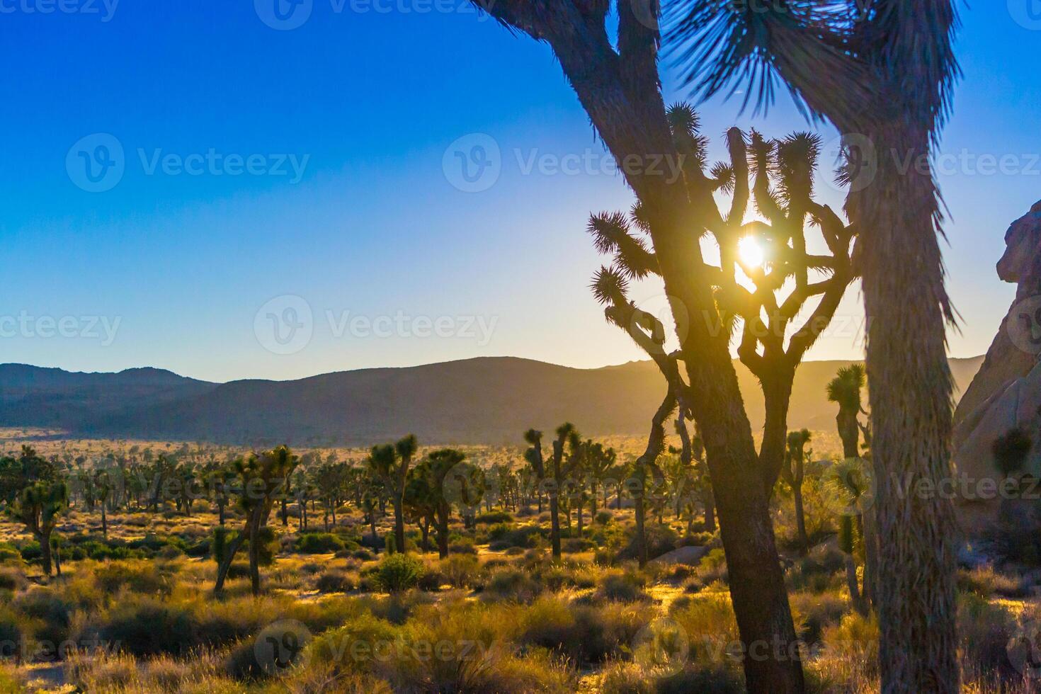 Joshua Tree national park in the evening, during golden hour and sunset, with blue sky photo