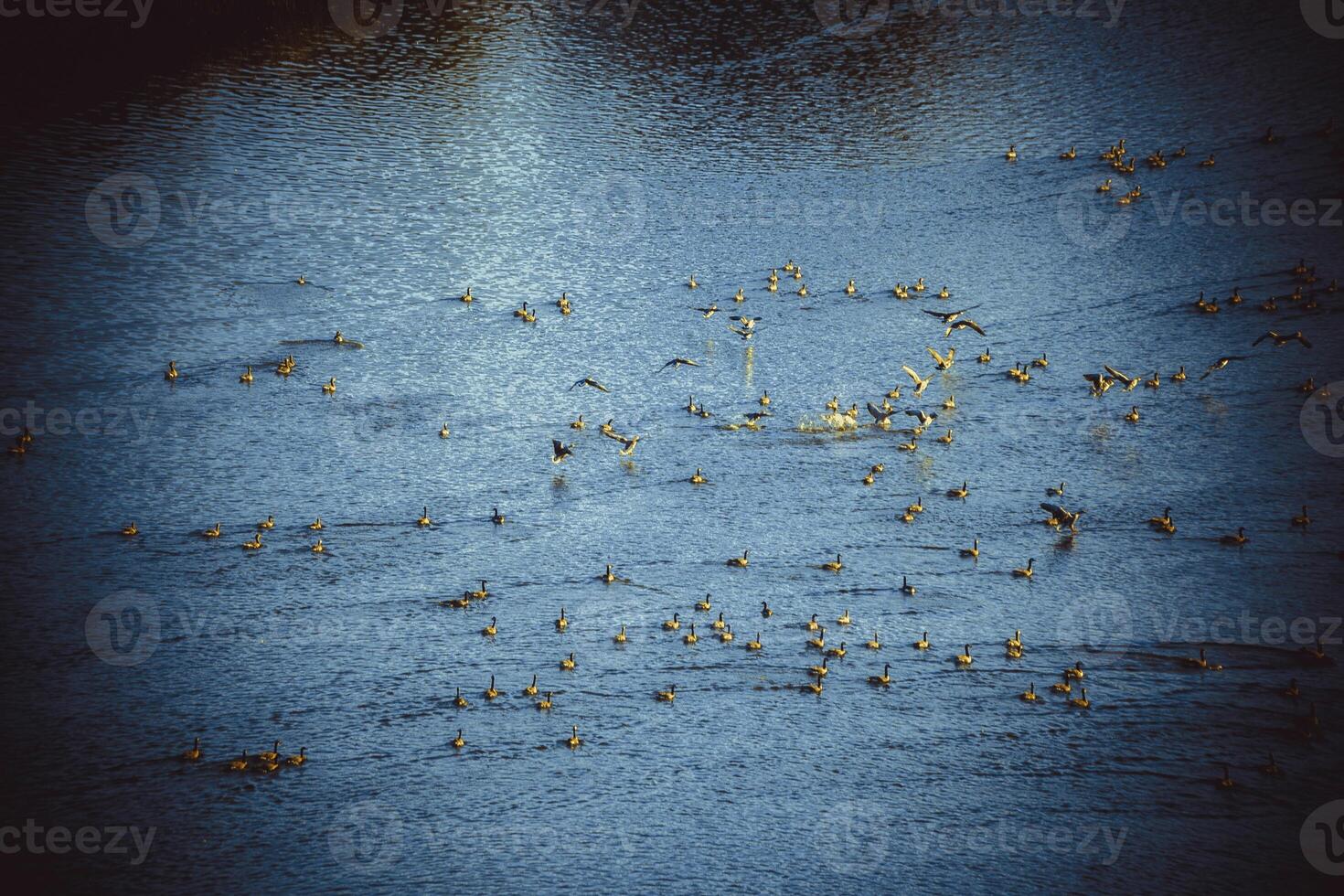 Large group of ducks swimming on a lake photo