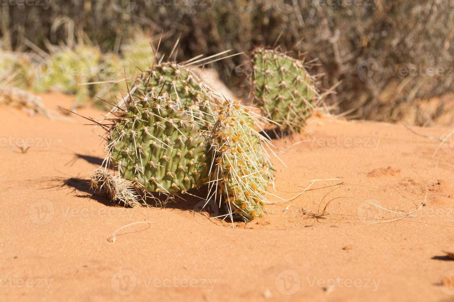 Prickly pear cactus on desert sand with sharp spines and green pads. photo