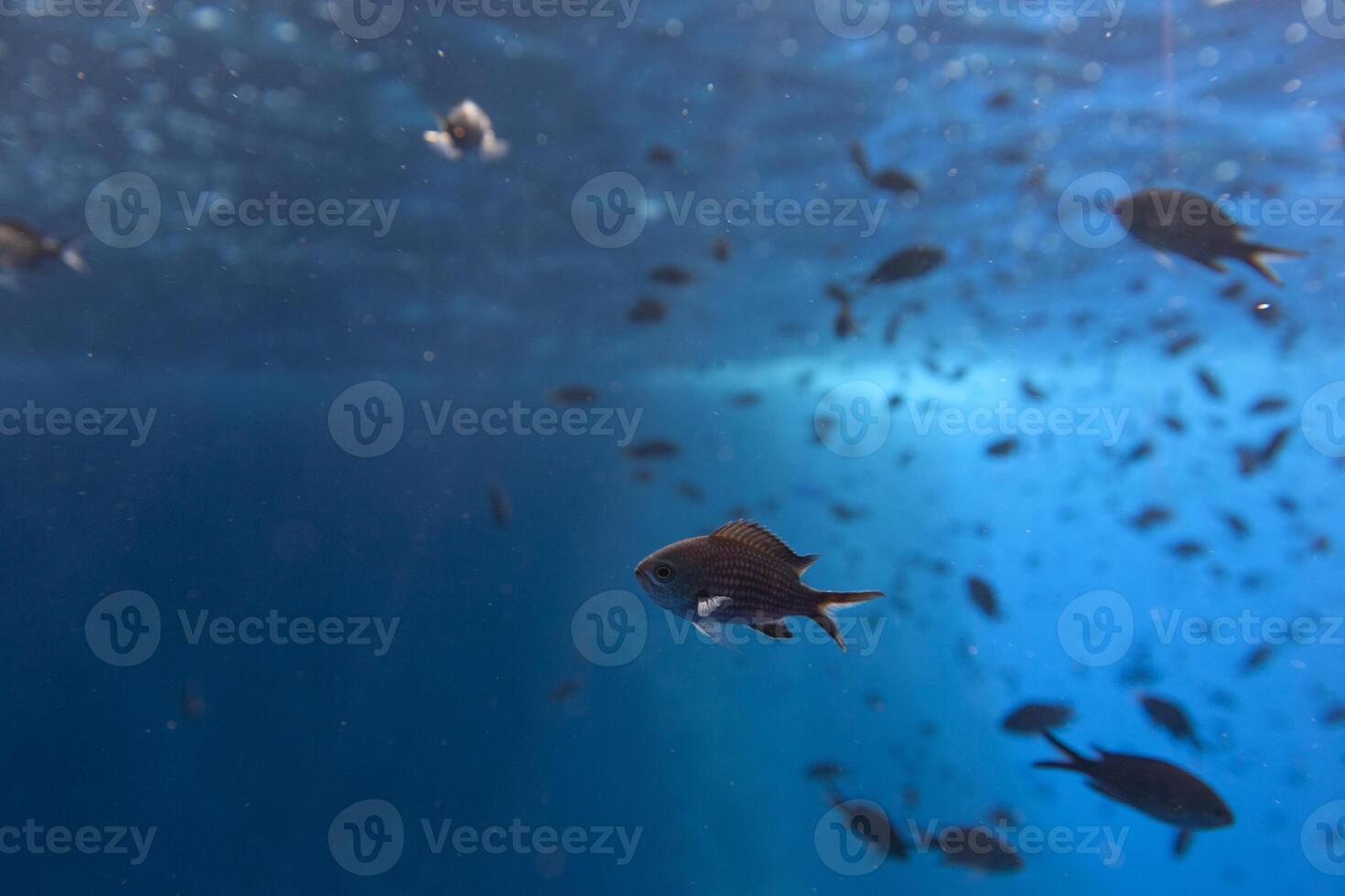 A group of fish swimming in the ocean photo