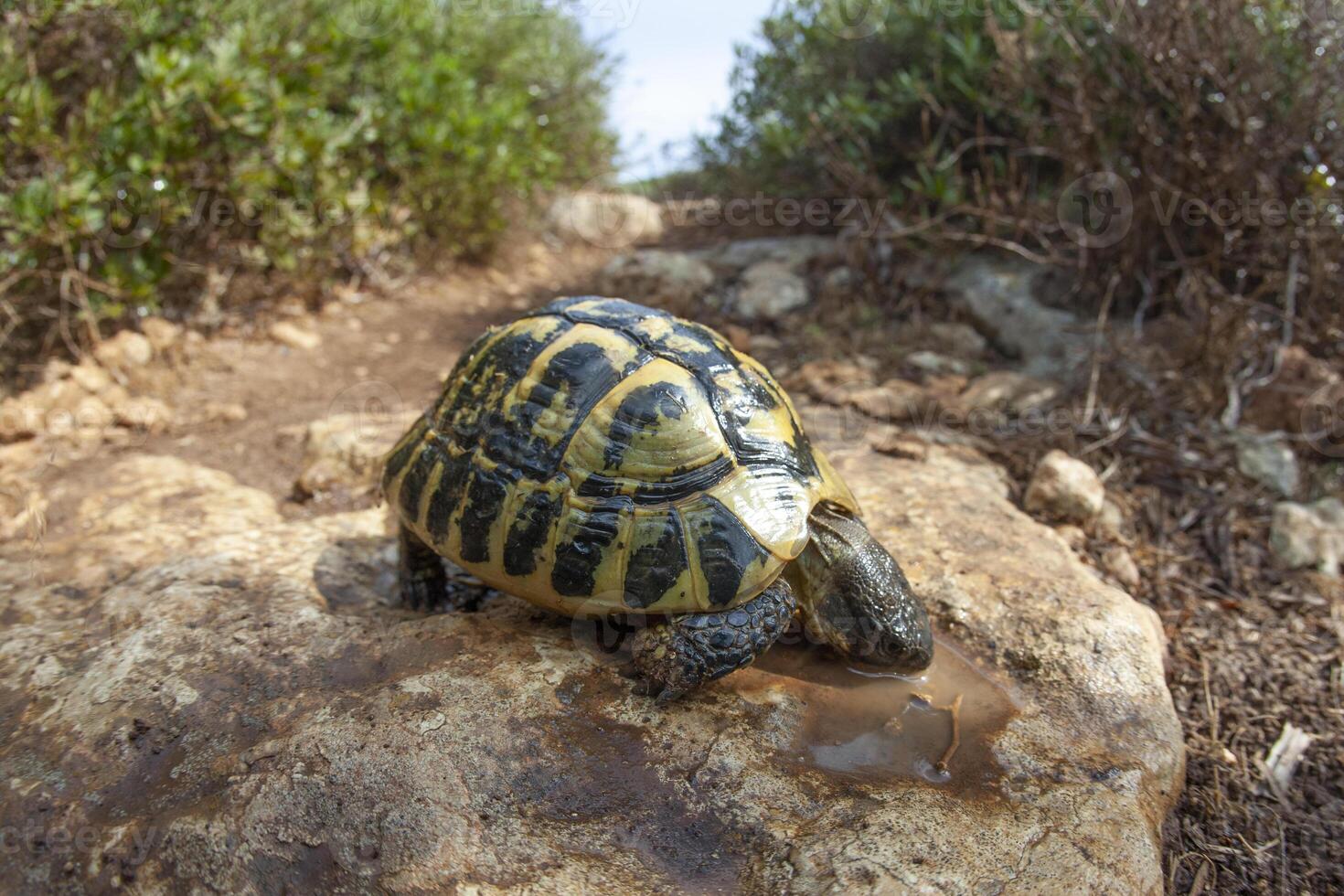 A small turtle is sitting on a rock photo