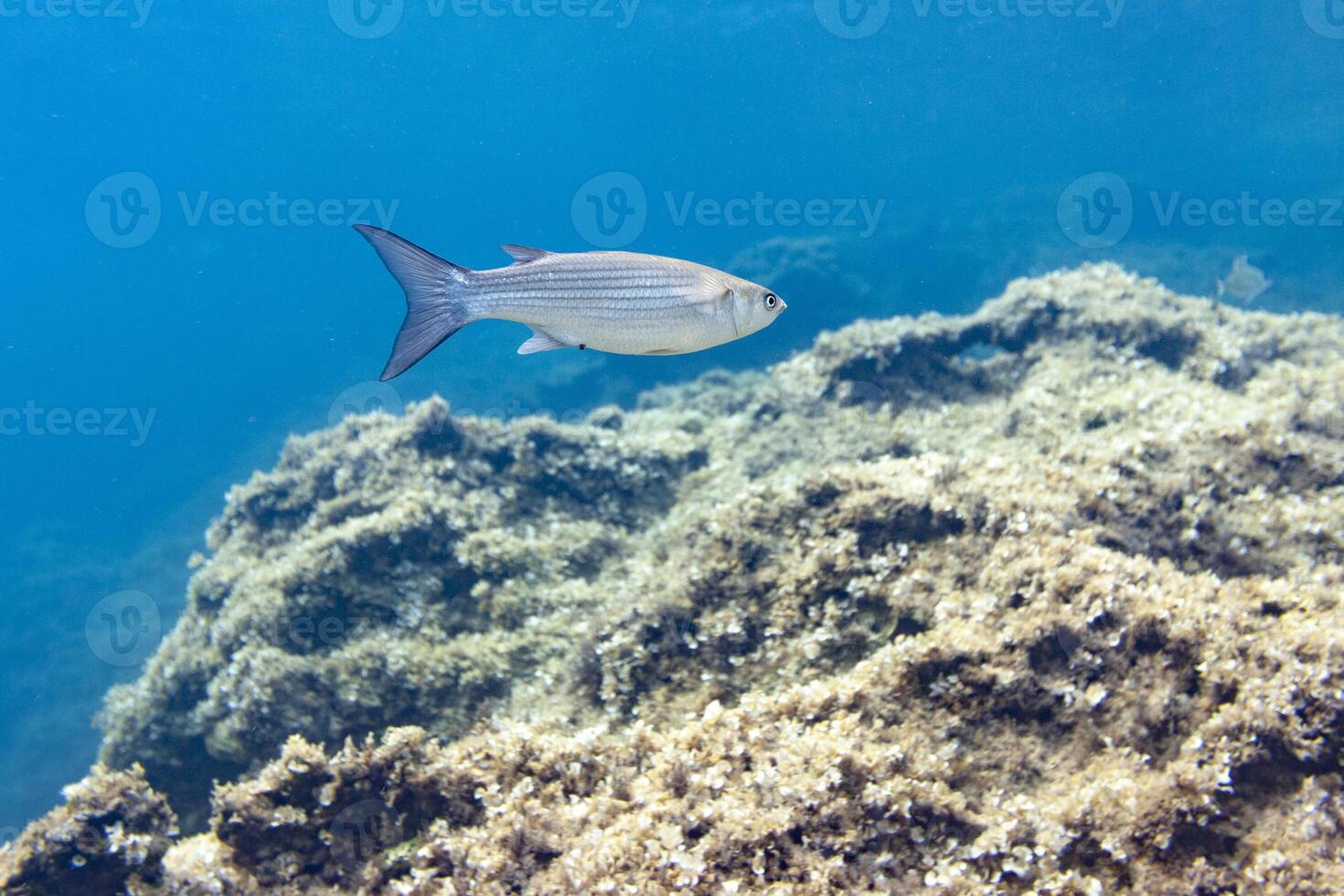 A fish swimming in the ocean near some rocks photo