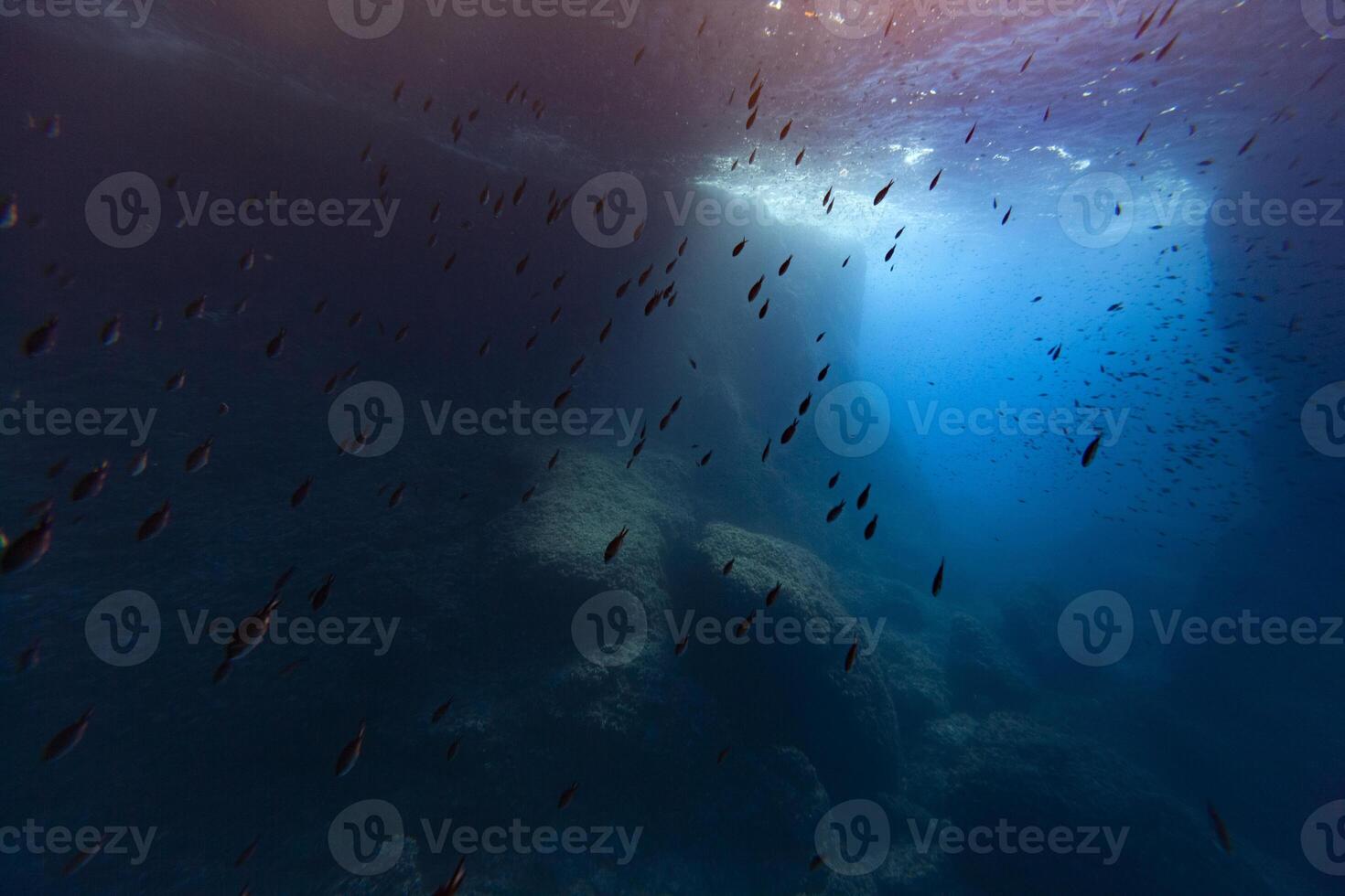 A view of the ocean from above with fish swimming photo