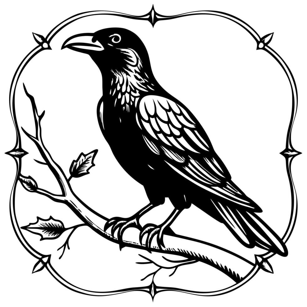 Framed crow on a branch vintage engraved illustration vector