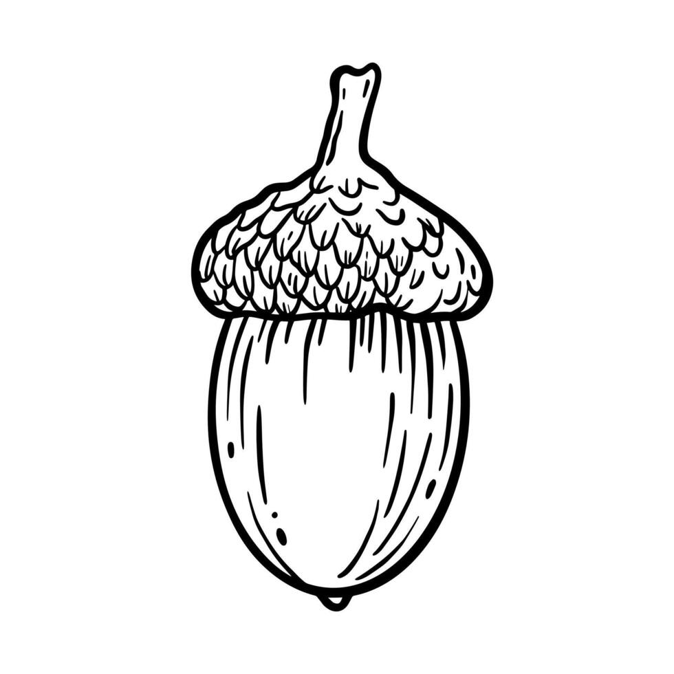 acorn line art. botanic linear illustration vector