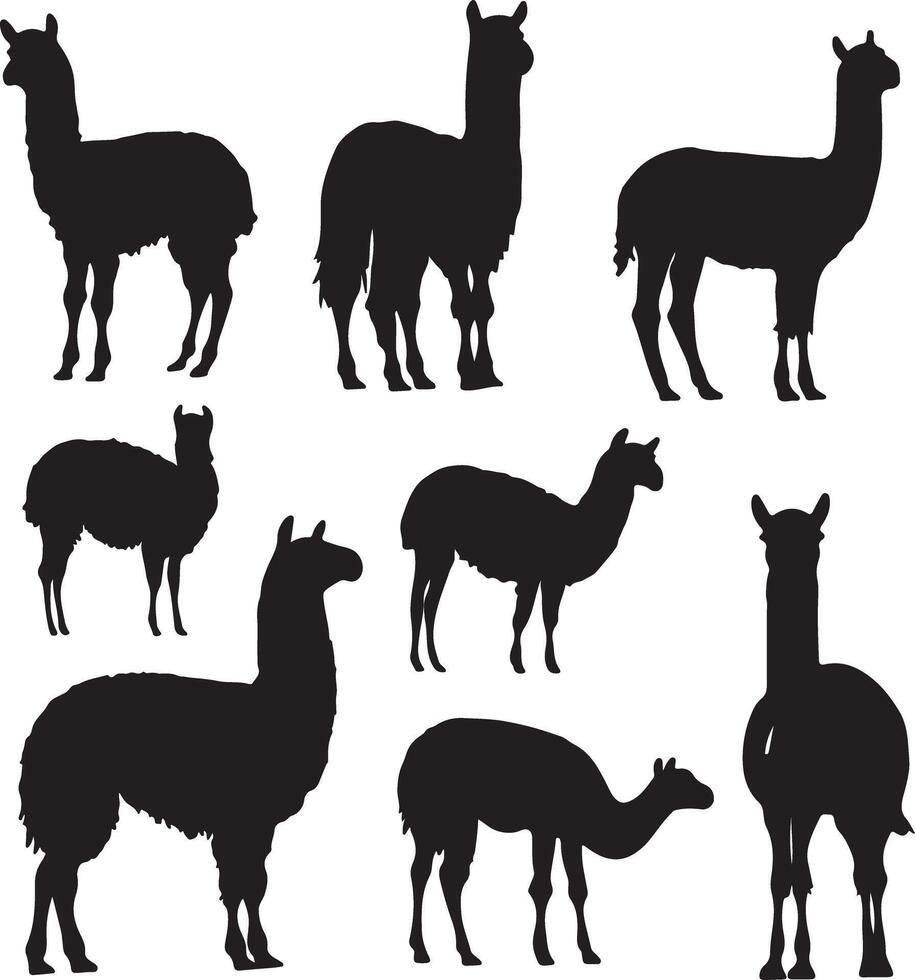 Silhouettes of llamas and alpacas on a white background vector