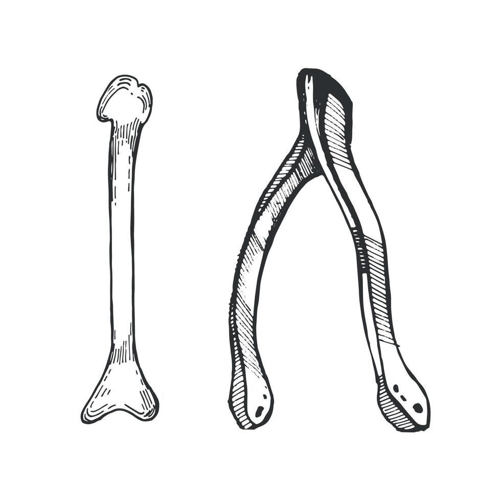 Bird bones for fortune telling and magic. Bones are hand drawn with ink on a white background. illustration for Halloween. Suitable for holiday decor, invitations, cards, scrapbooking vector