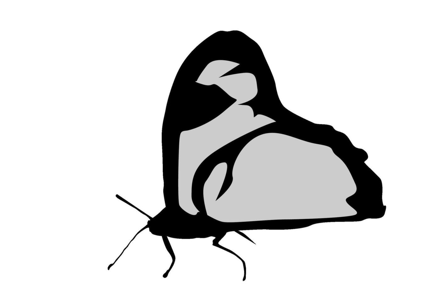 Image of black and white butterfly, isolated white vector