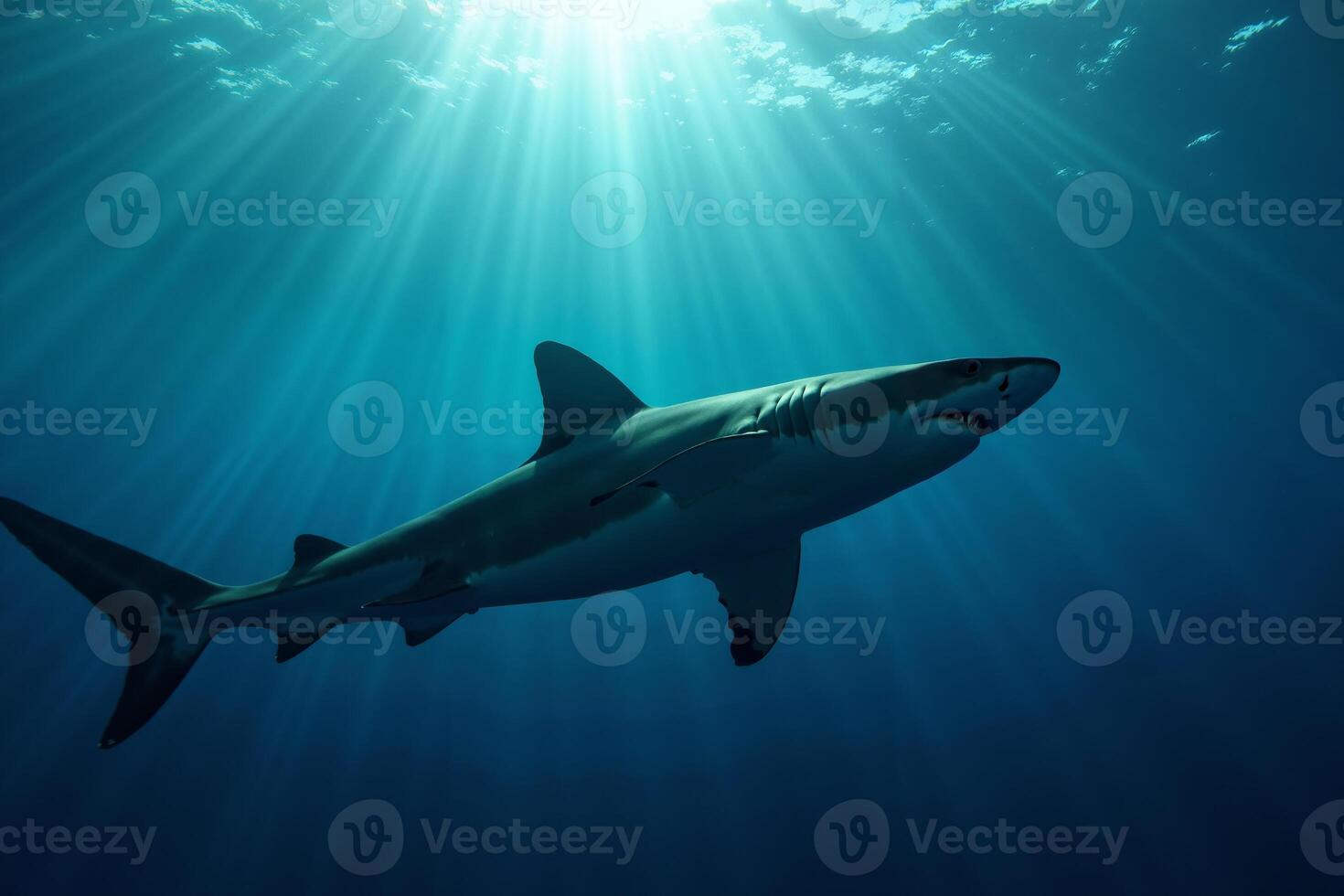 shark in deep dark sea ocean photo
