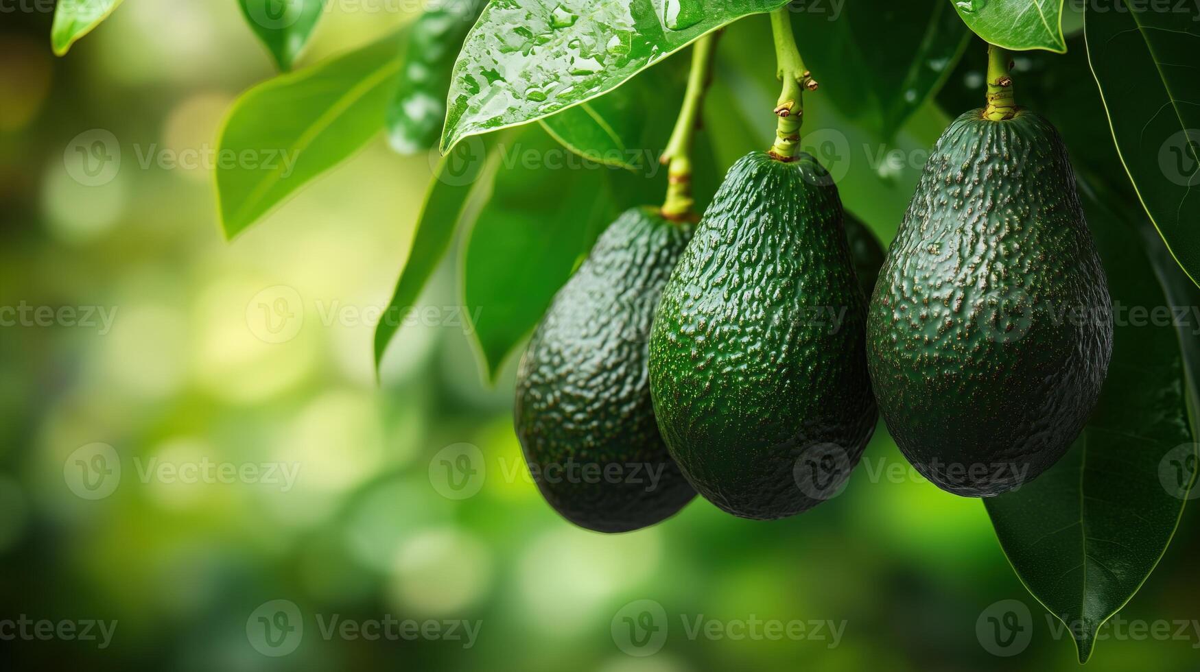 A lush avocado tree bearing ripe Hass avocados, the dark green fruits photo