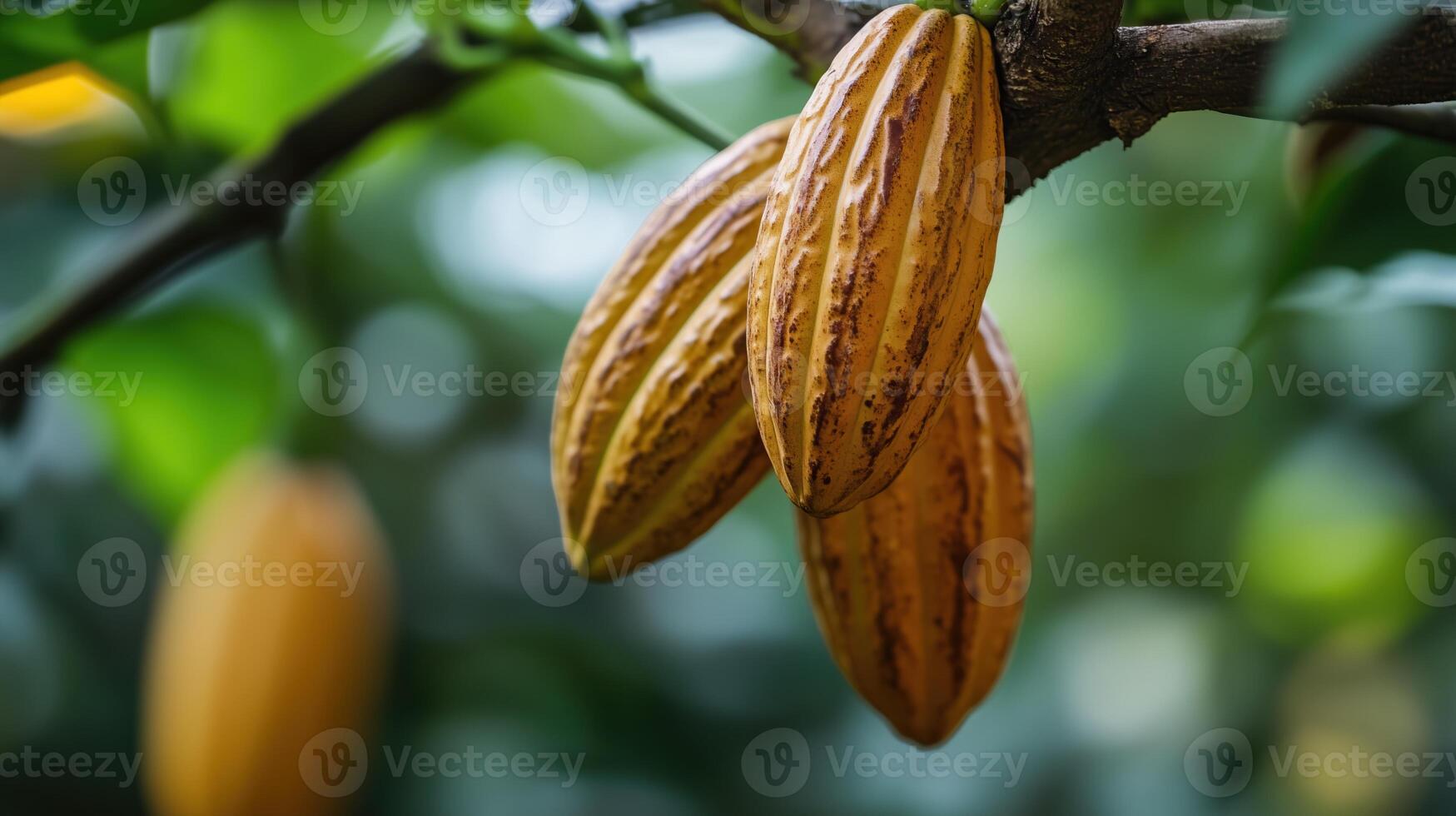 Ripe Cocoa Pods on a Cacao Tree Branch photo