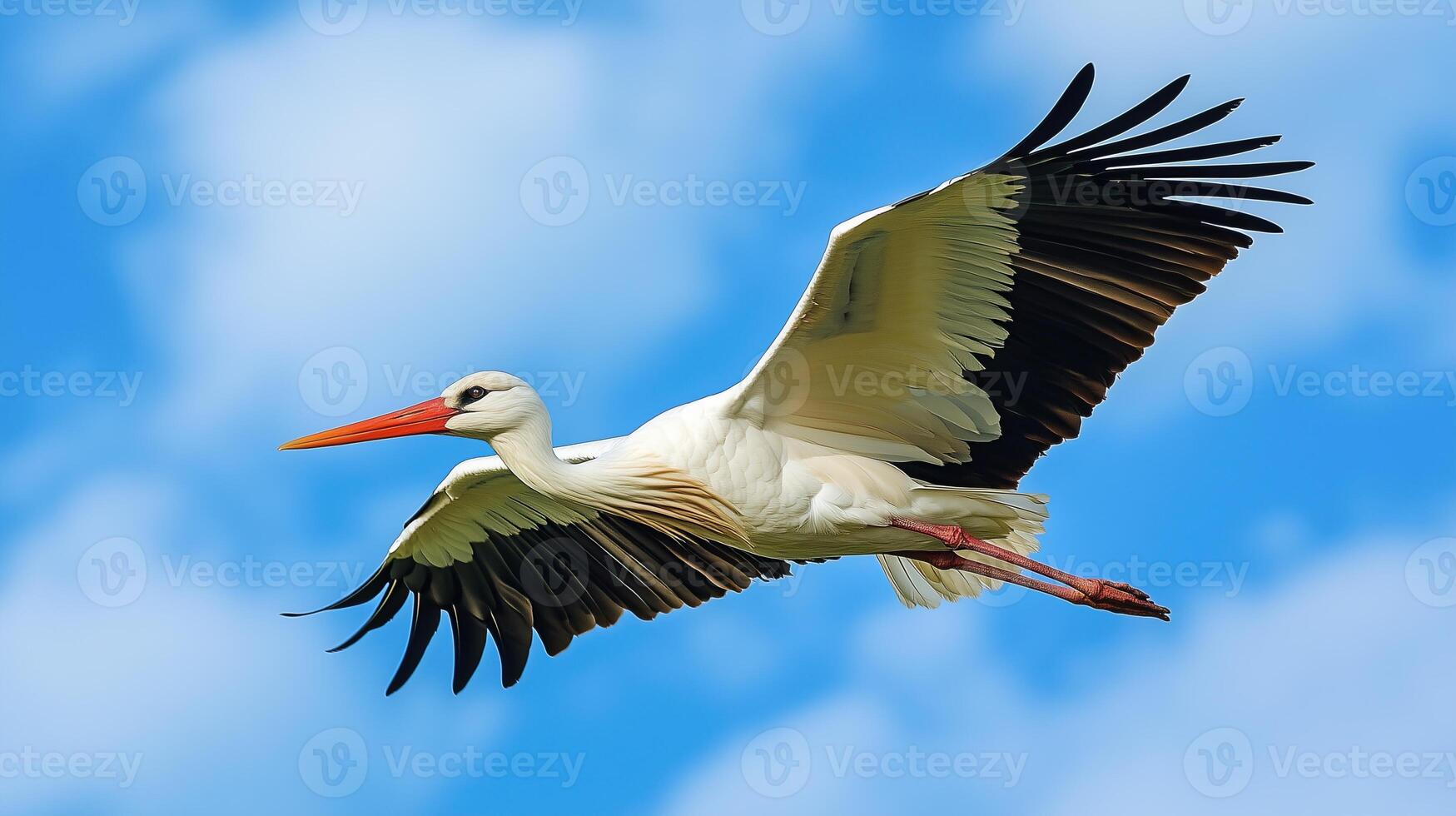 A single stork flying against a blue sky photo