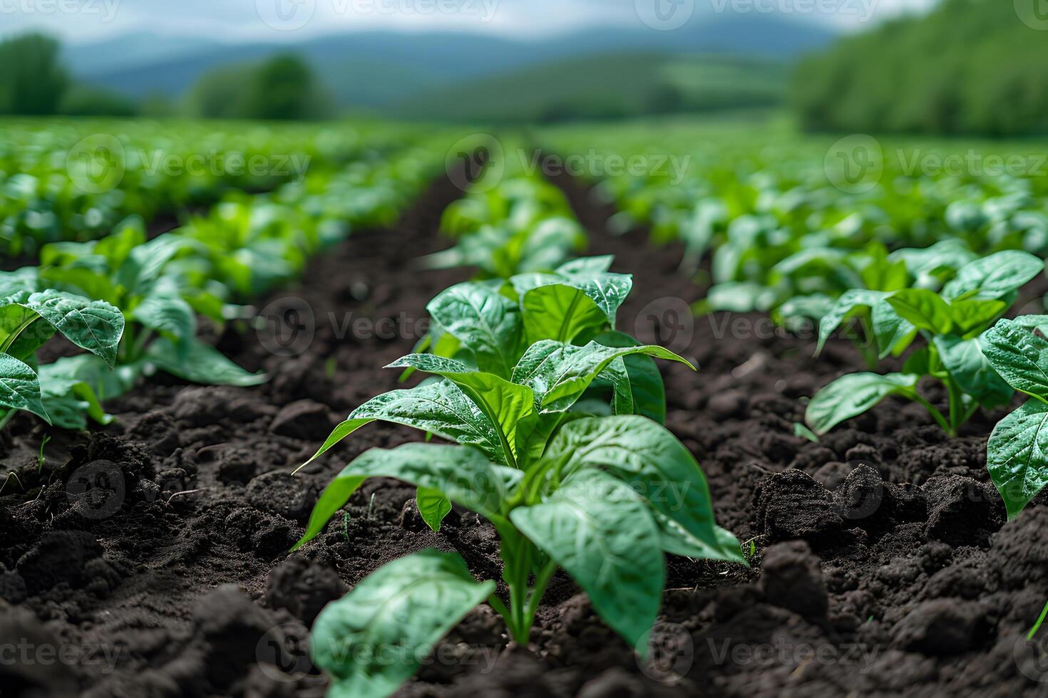 Vibrant Green Crops Growing in Fertile Soil on a Farm with Scenic Mountain View photo