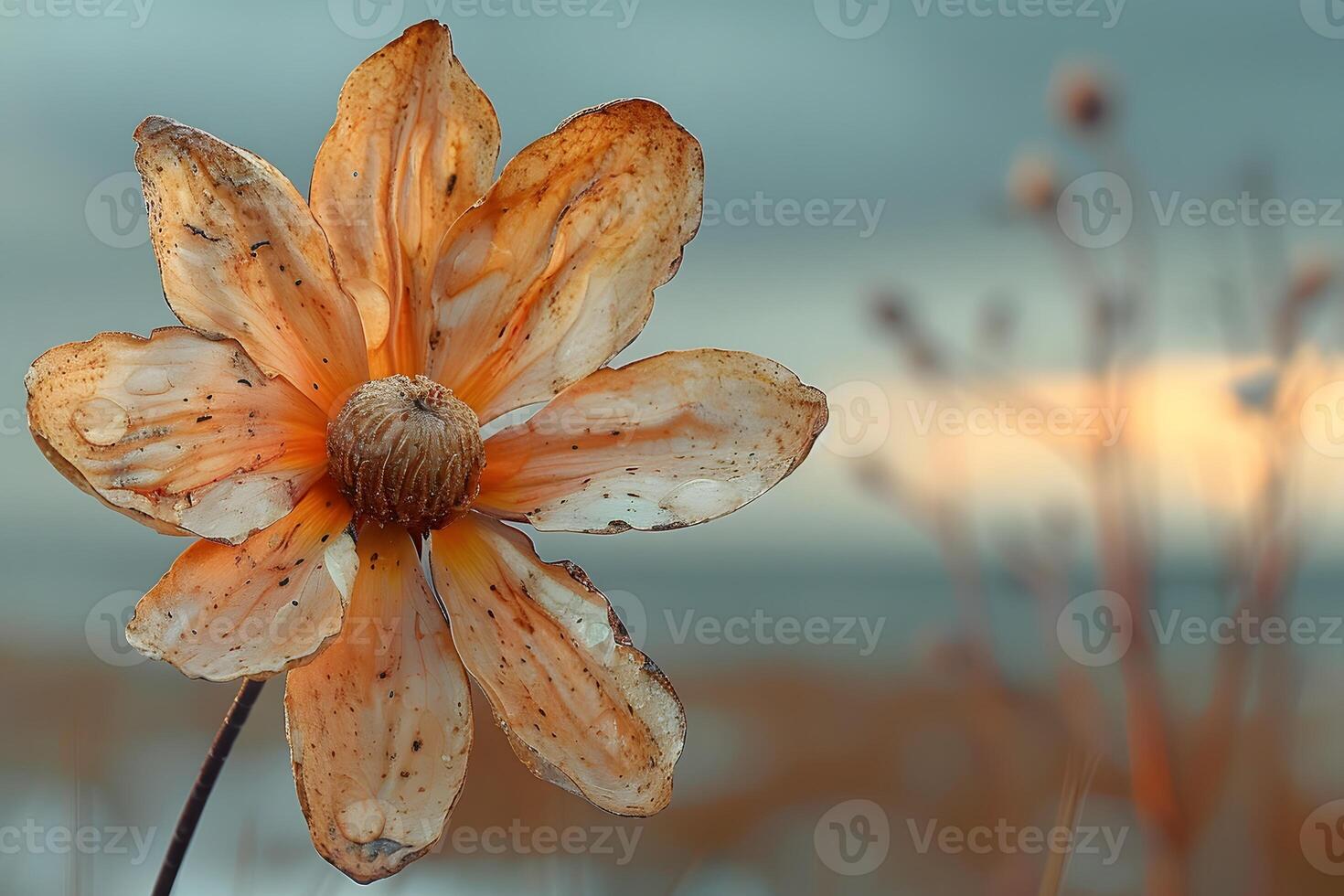Delicate Dried Flower in Tranquil Autumn Landscape for Nature-Inspired Design photo
