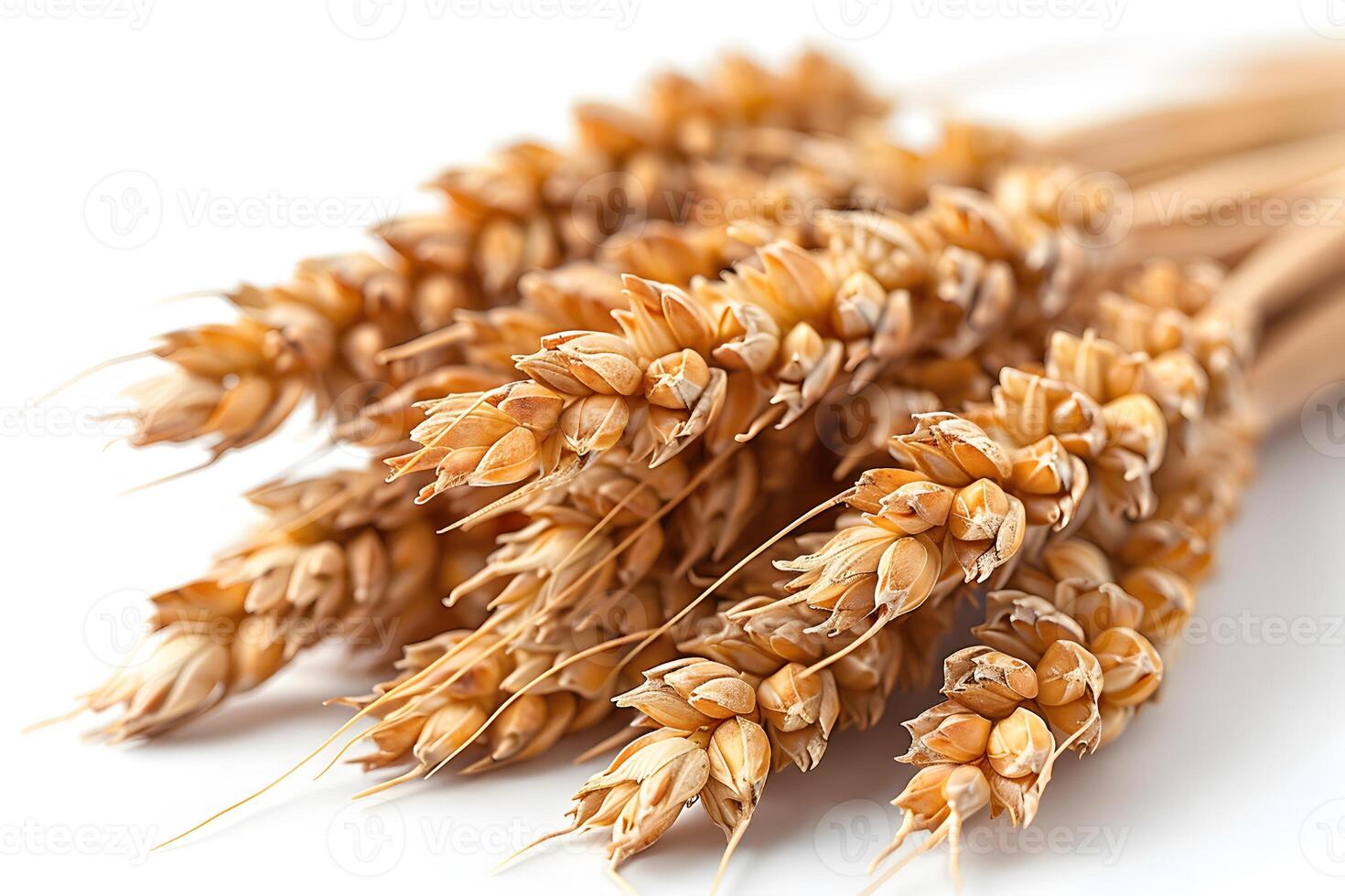 Golden Wheat Ears Bundle for Harvest and Agricultural Design photo
