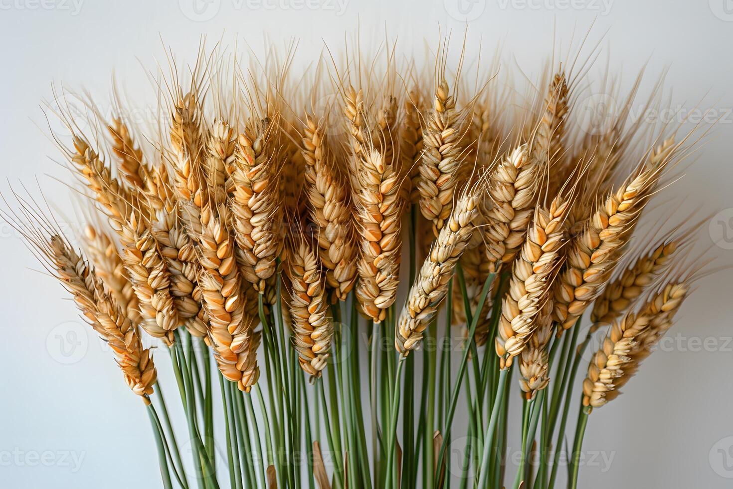 Golden Wheat Stalks Against a Soft Background for Nature and Agriculture Themes photo
