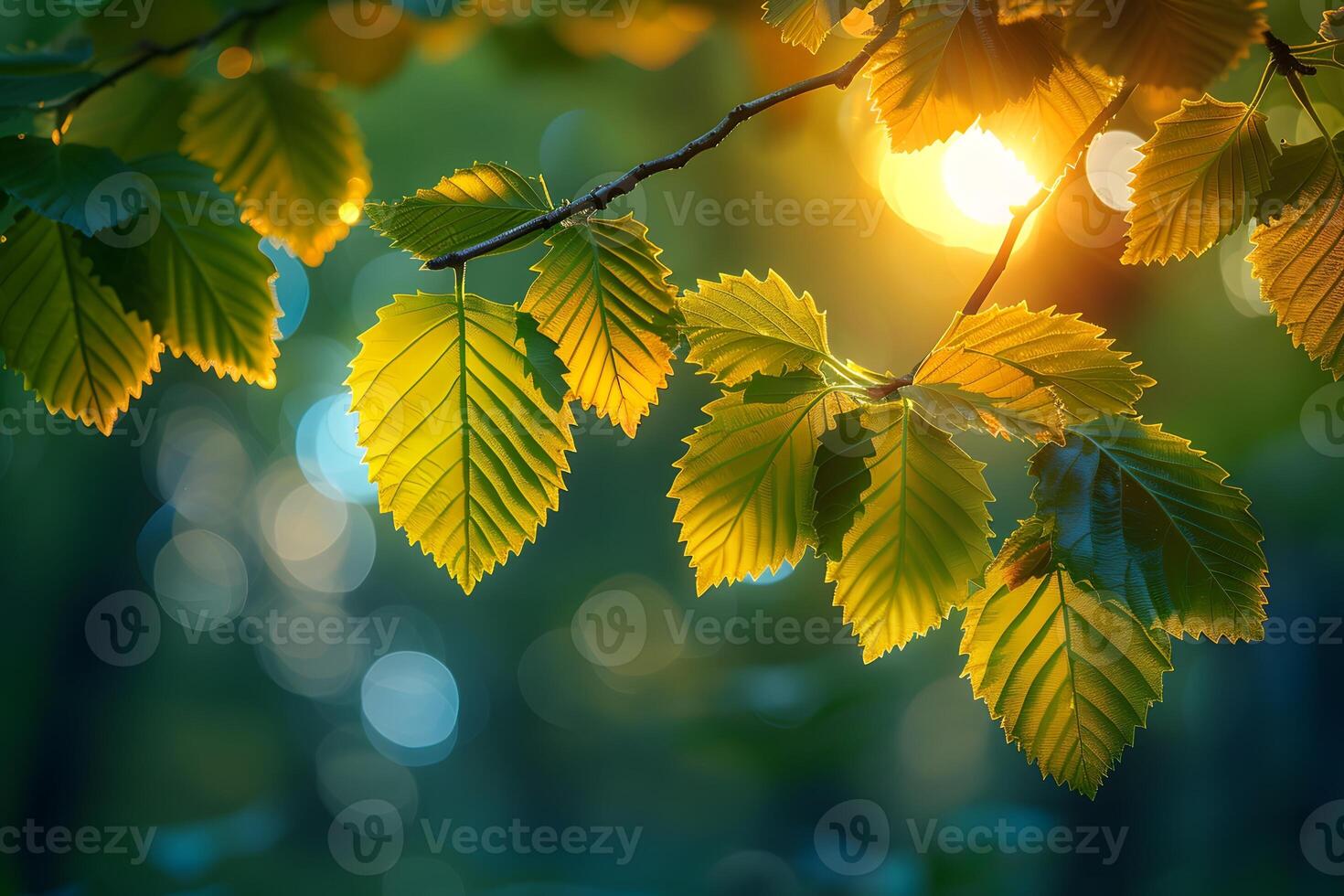 Sunlit Forest Foliage with Glowing Leaves and Bokeh Effect for Nature Design photo