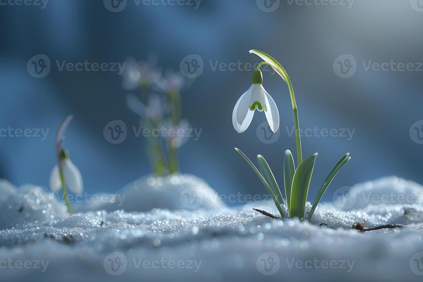 Peaceful Winter Bloom Snowdrops Amidst Gentle Snowflakes for Nature Inspiration photo