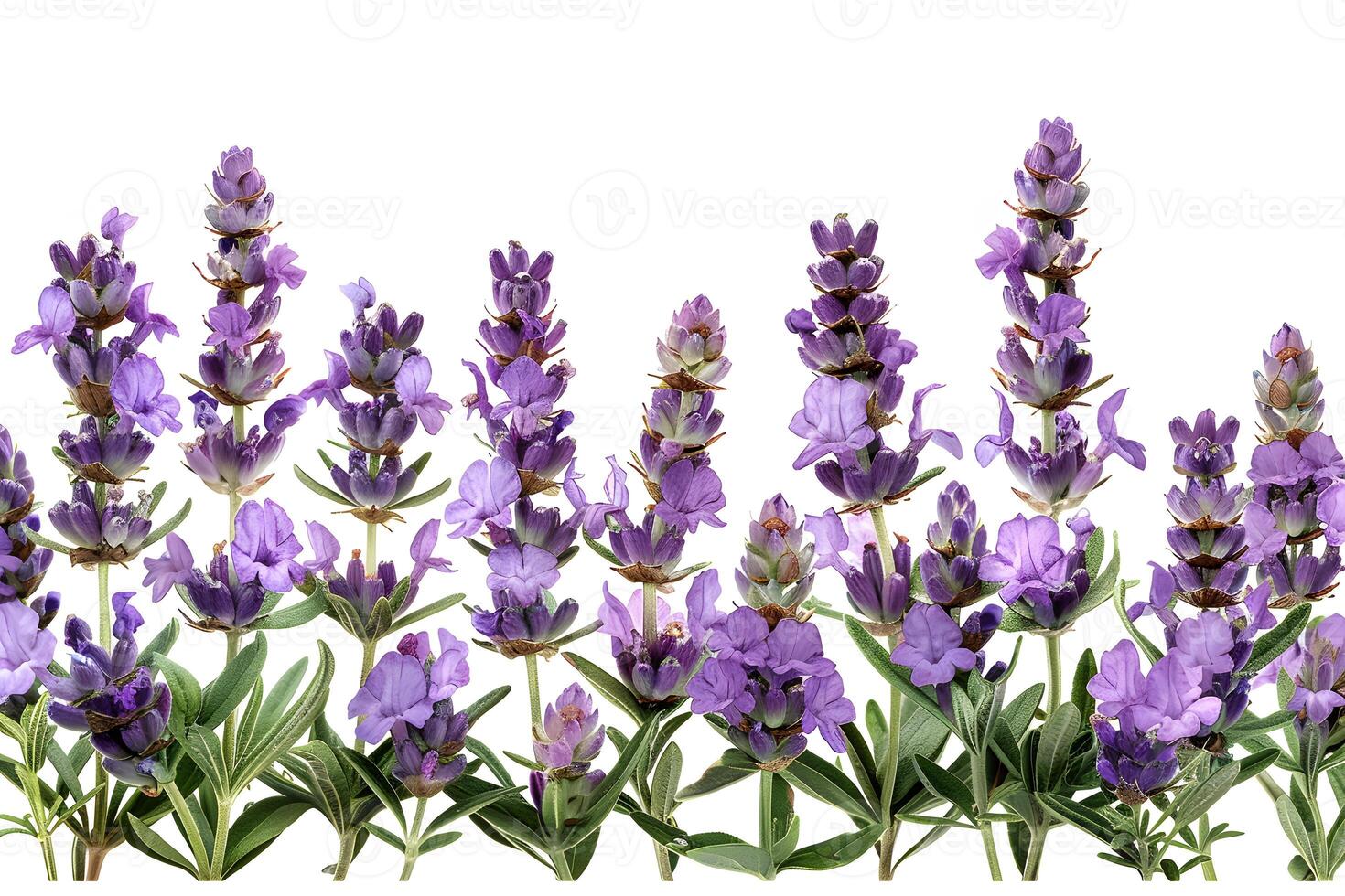 Lavender Blooms on White Background for Aromatherapy and Floral Design Projects photo