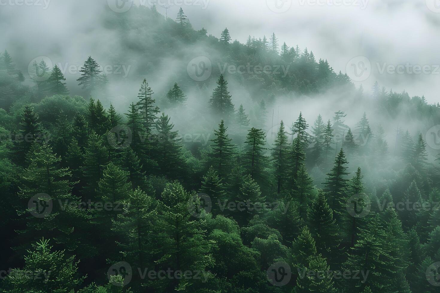 Mystical Foggy Forest Landscape with Lush Green Pine Trees in Scenic Mountain Setting photo