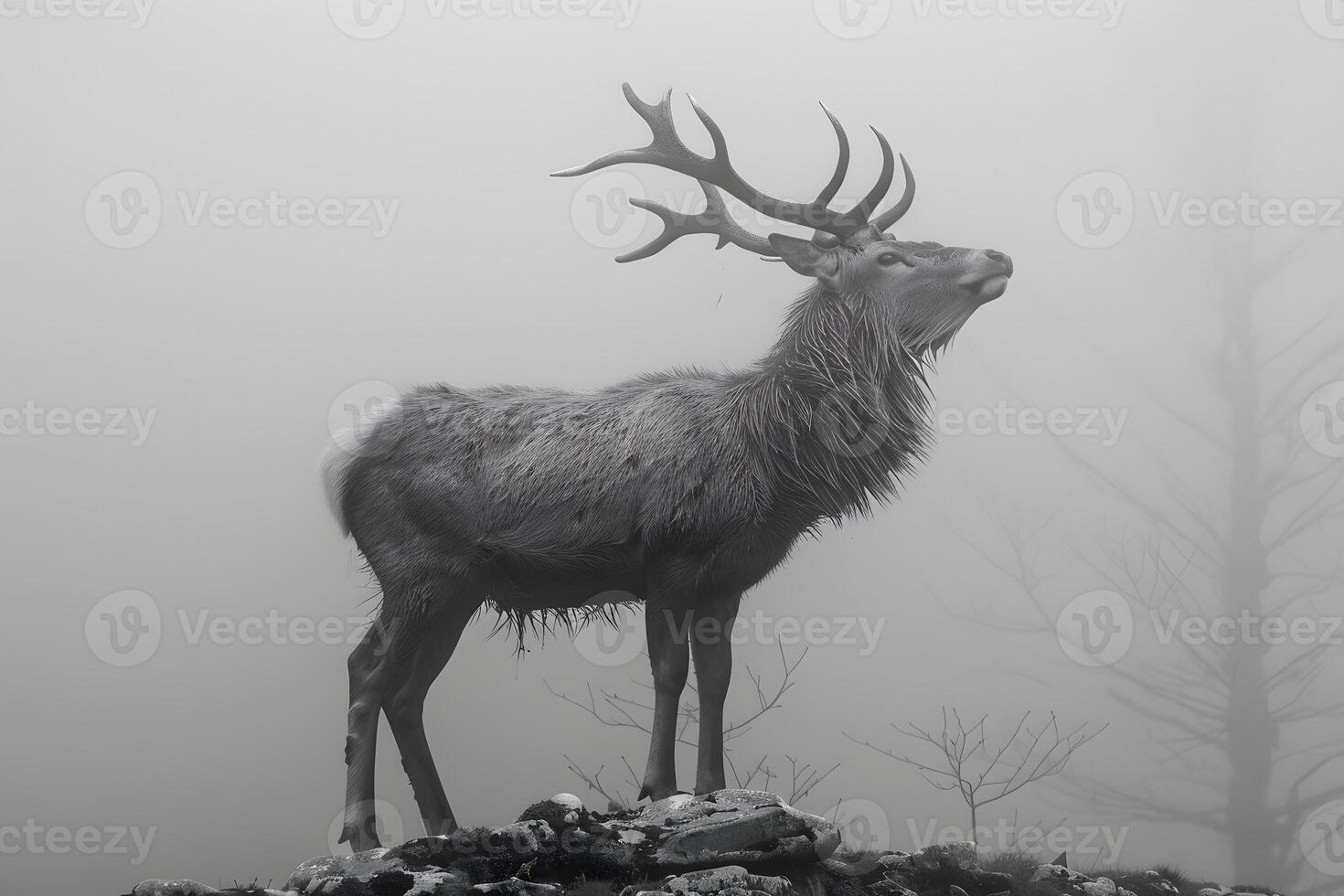 Majestic Stag in Foggy Wilderness Nature's Solitude and Serenity photo