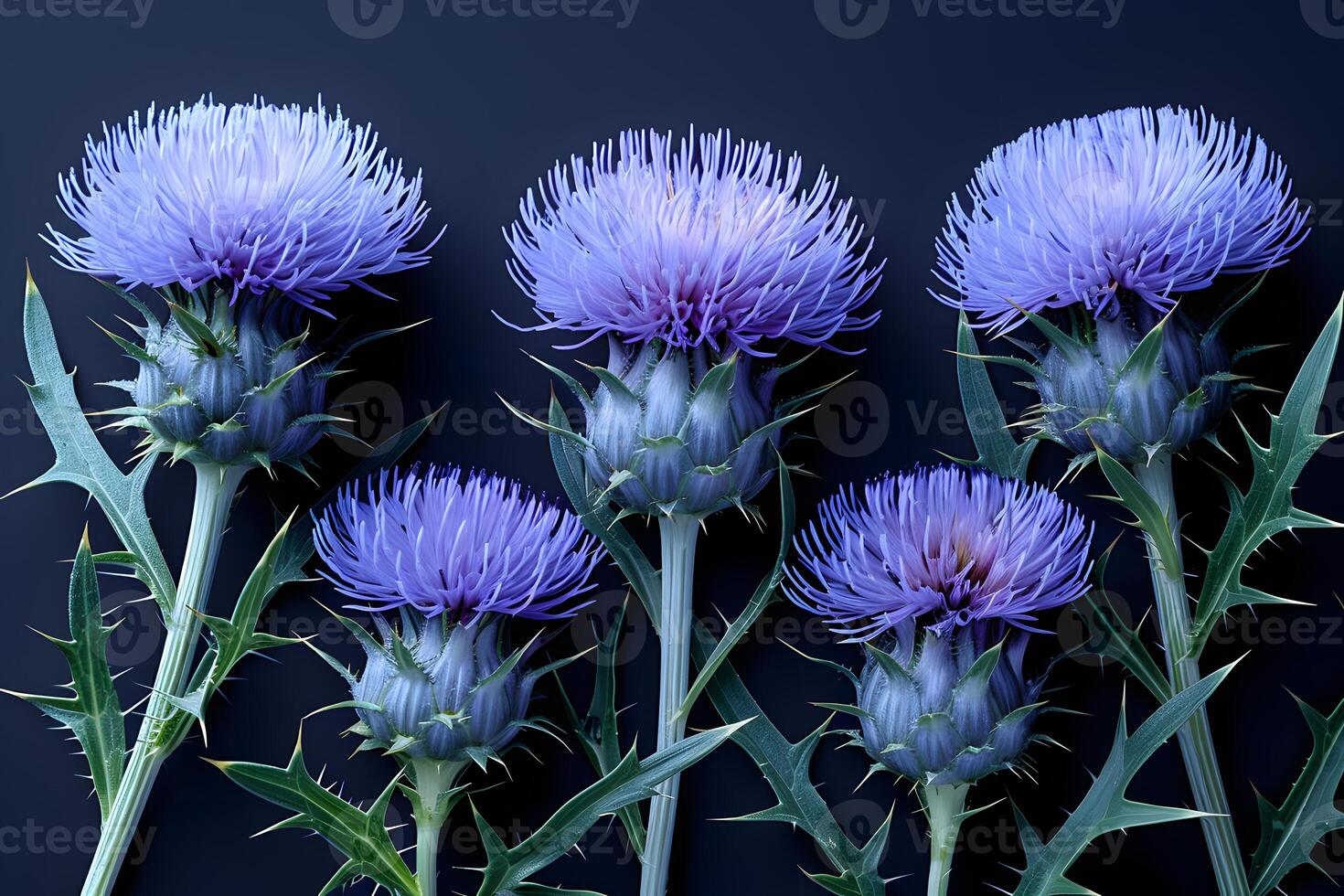 Elegant Arrangement of Purple Thistles on Dark Background for Botanical Design photo