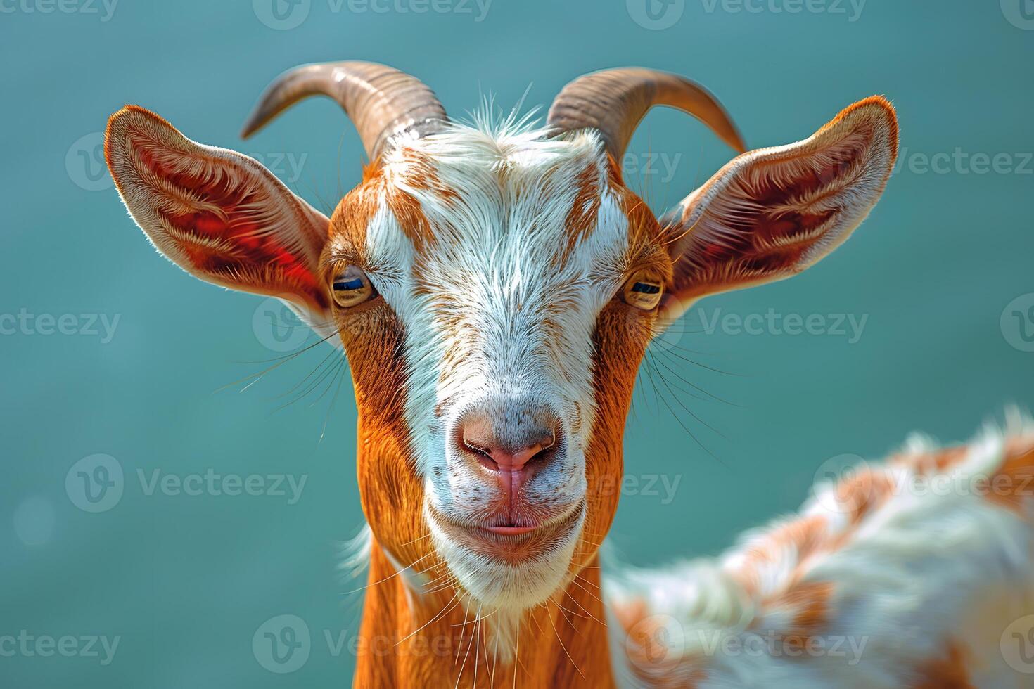 Charming Goat Portrait Against Gentle Blue Background for Nature Lovers photo