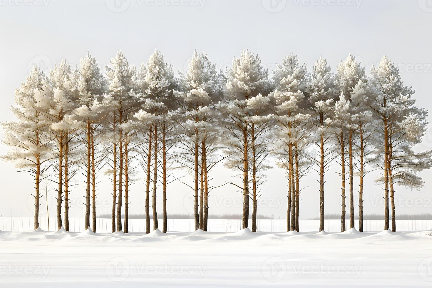 Serene Winter Landscape with Snow-Covered Pine Trees in a Tranquil Forest Setting photo