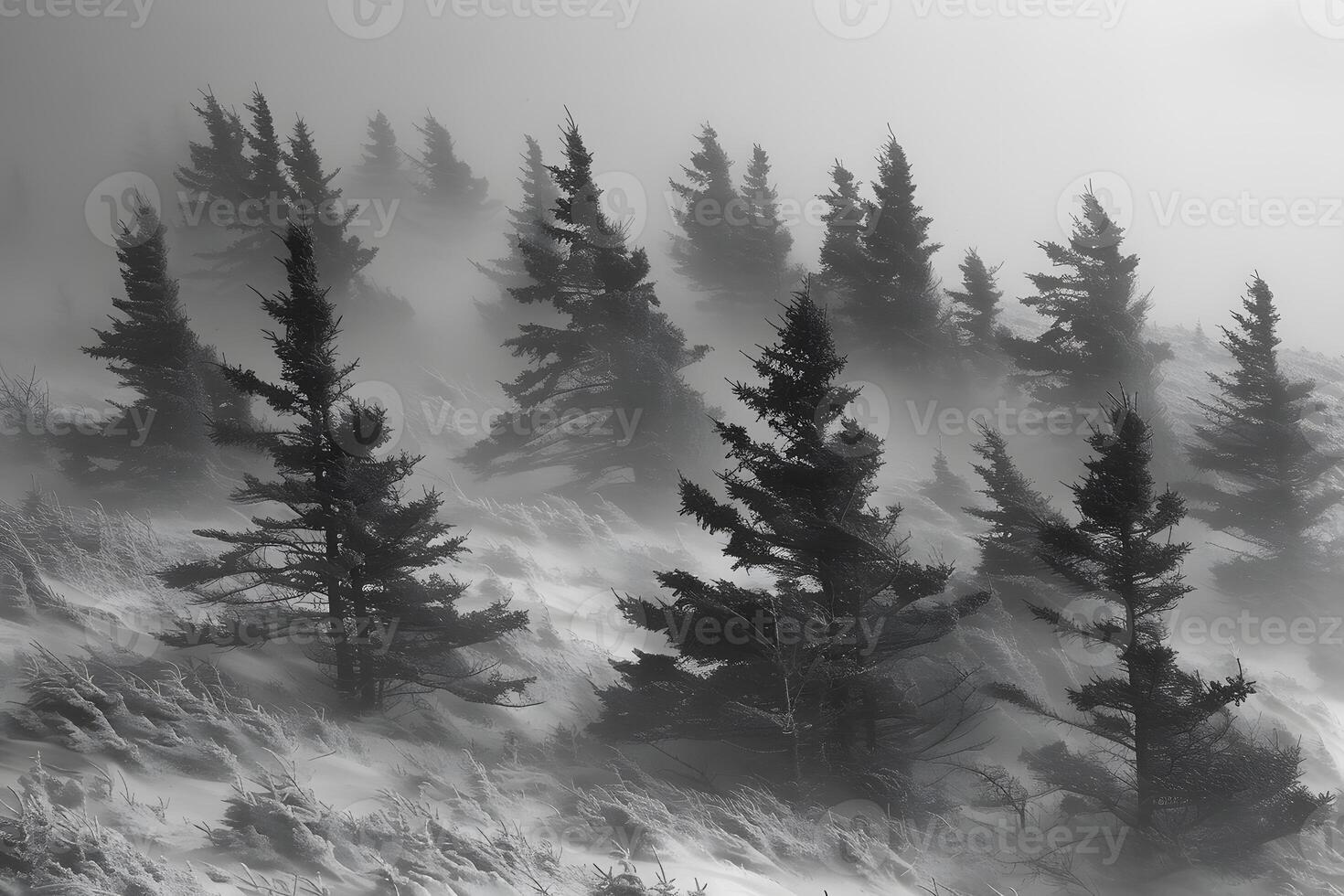 Misty Winter Forest Landscape with Snow-Covered Evergreen Trees on a Foggy Day photo