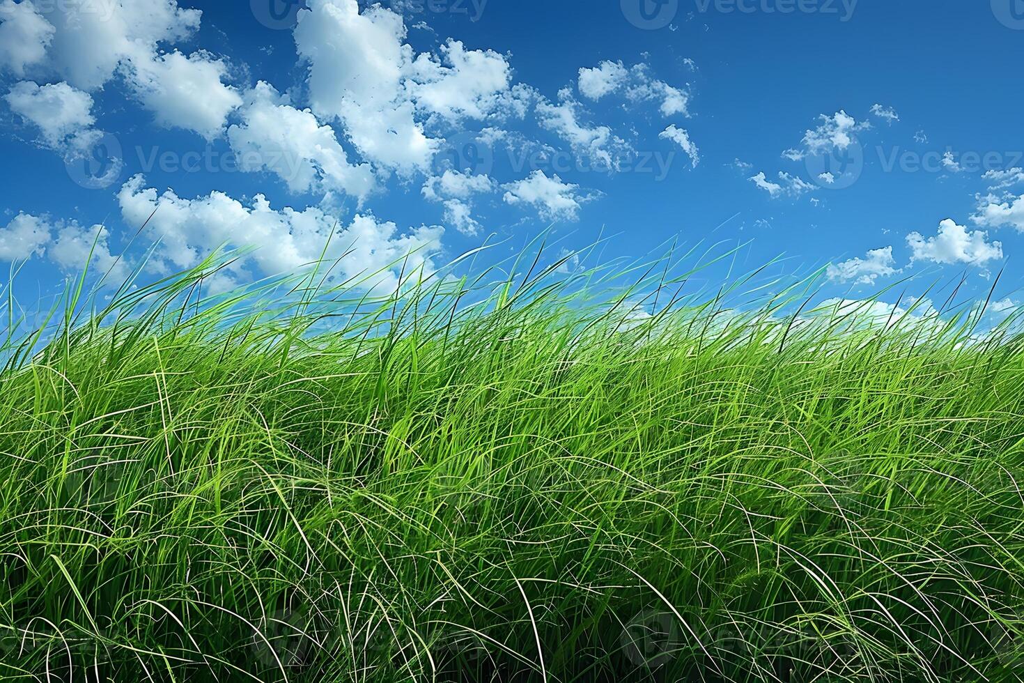 Lush Green Grass Field Under Blue Sky with Clouds for Nature Design photo