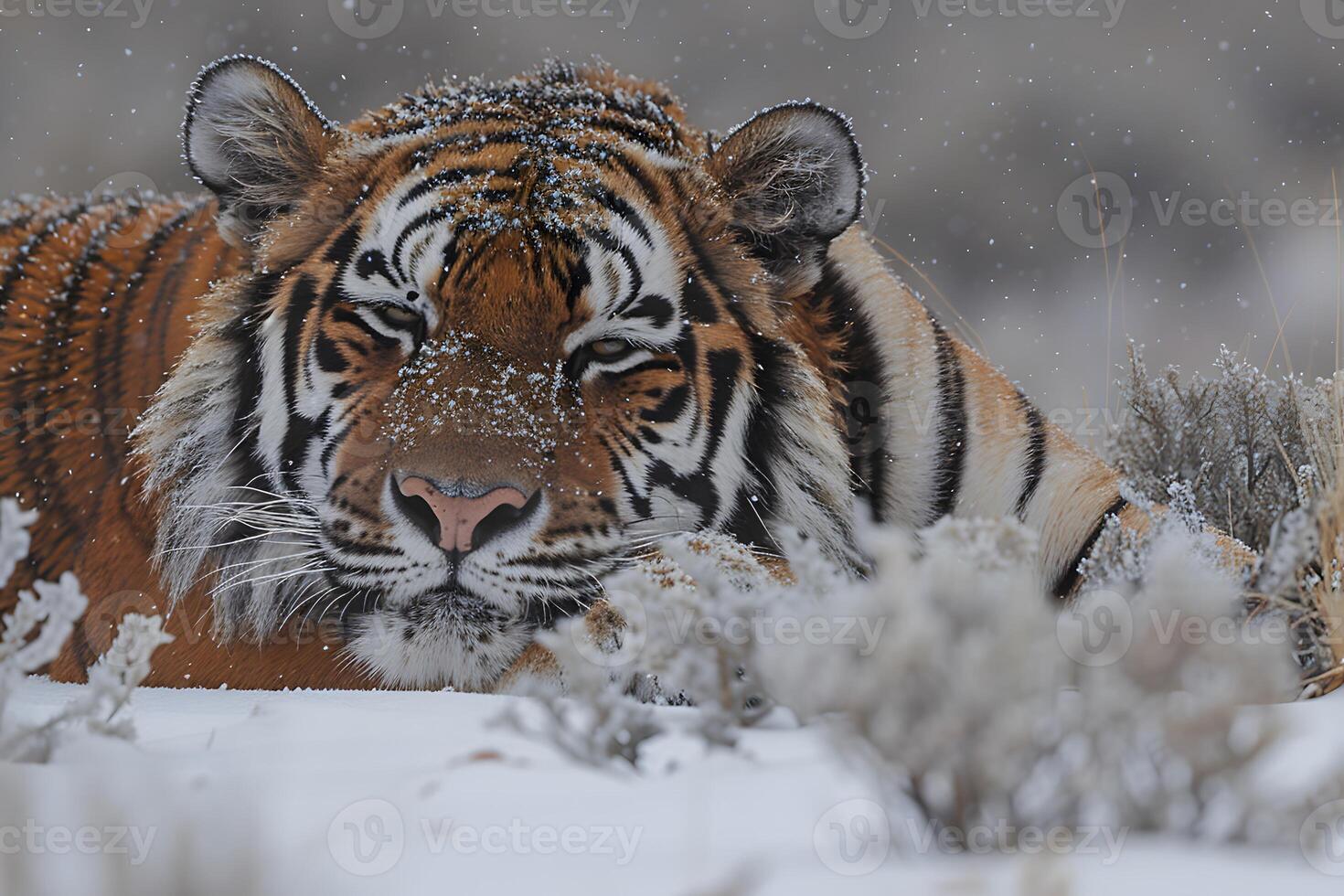 Majestic Tiger Resting in Snowy Wilderness - Perfect for Nature and Wildlife Enthusiasts photo