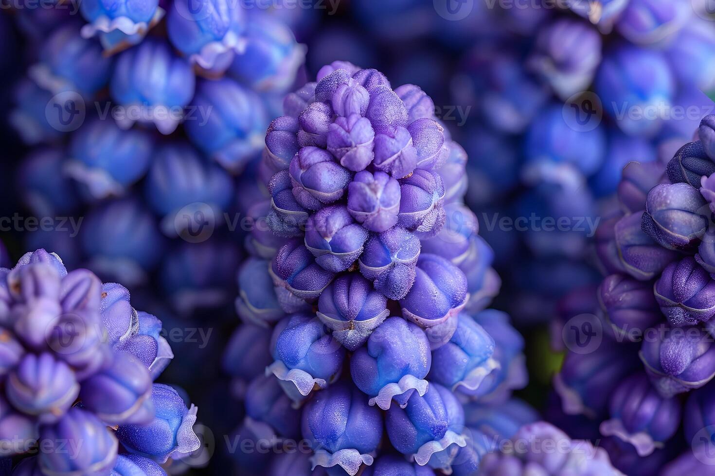 A close up of a bunch of purple flowers photo