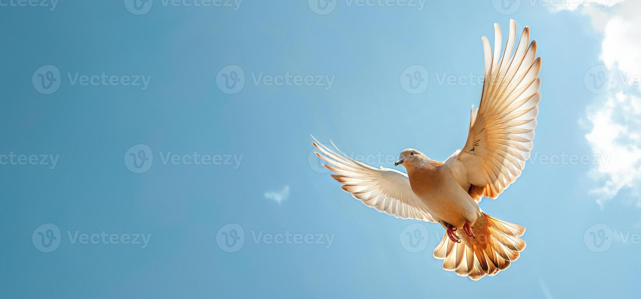 A white bird flying in the sky photo