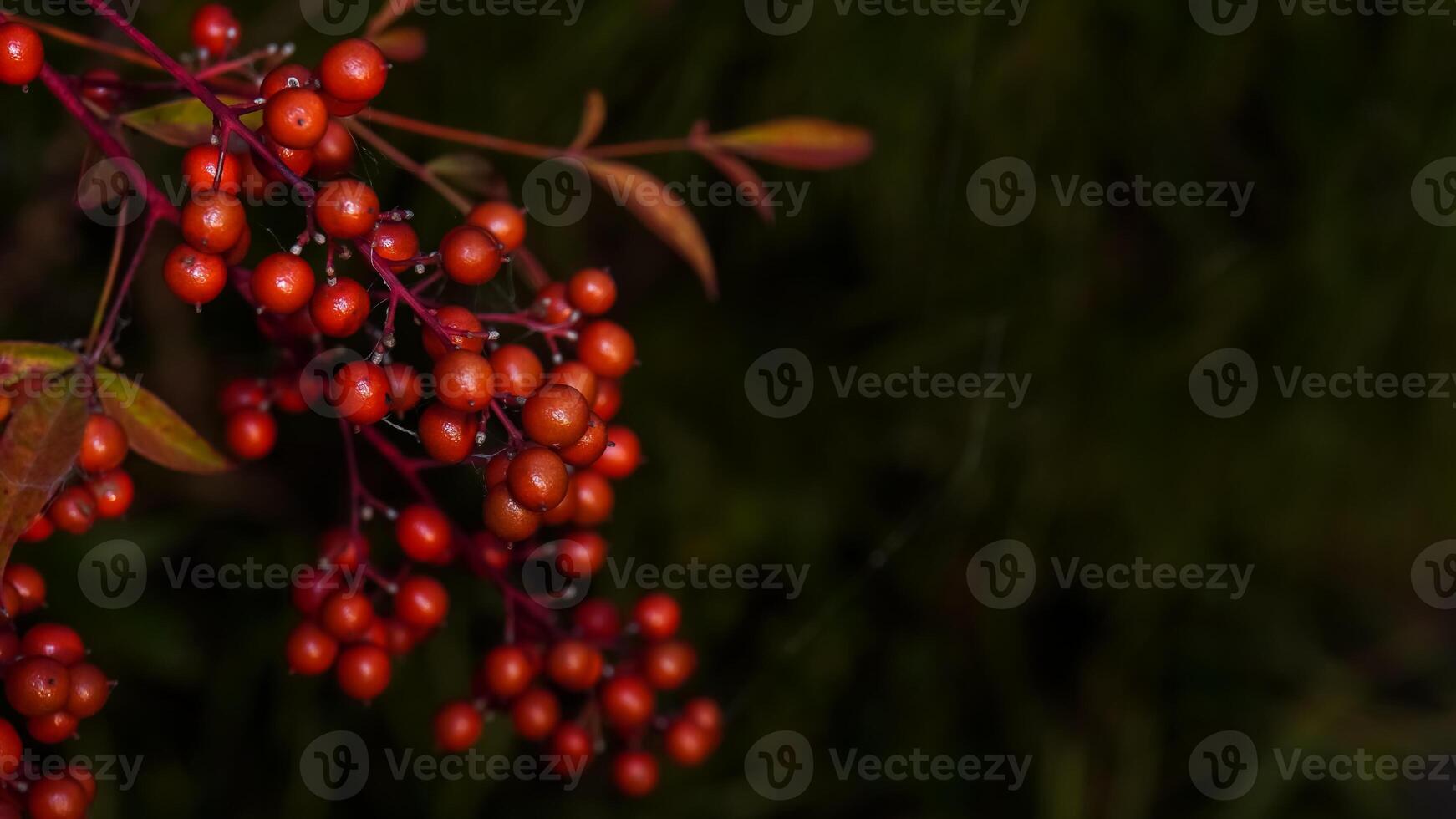 Nandina domestica Sacred Bamboo winter red berries photo