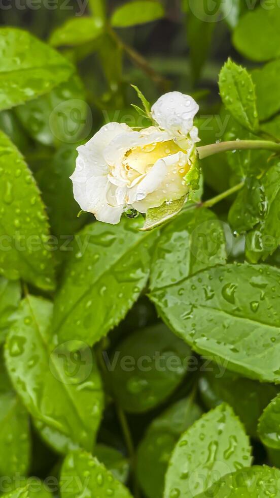 Heavy rain on a summer day. Wet drops on the branches. Wet plants photo