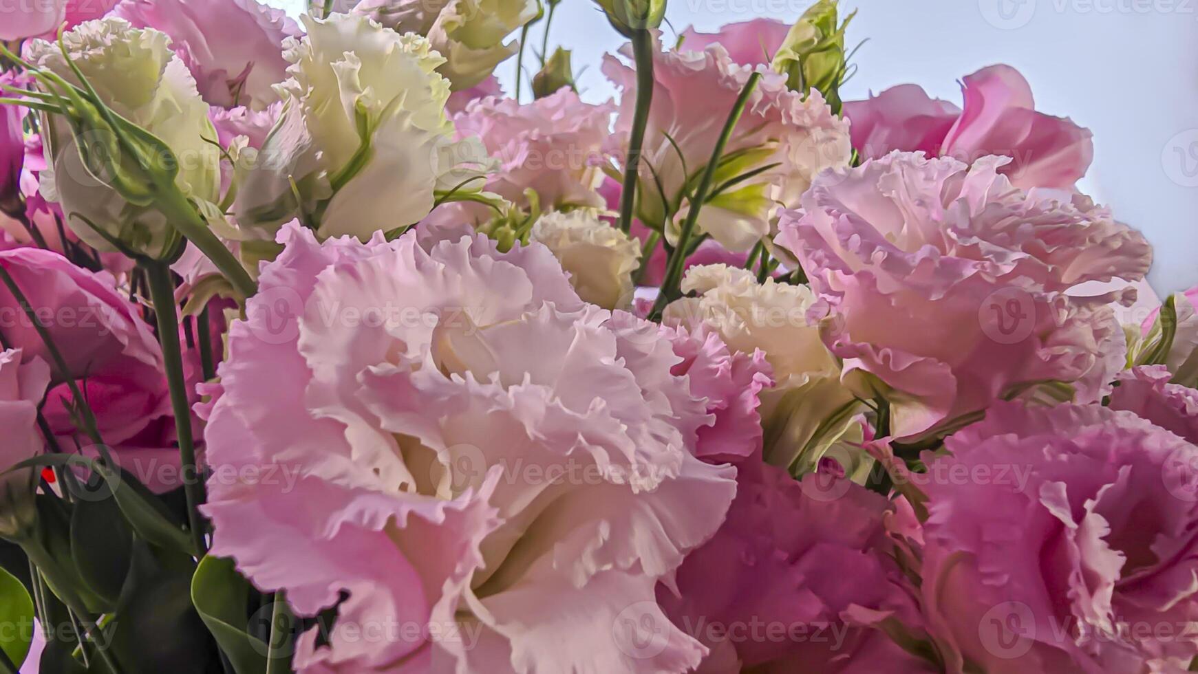 Beautiful eustoma flowers. Lisianthus in full bloom with green leaves. On a gray background. photo