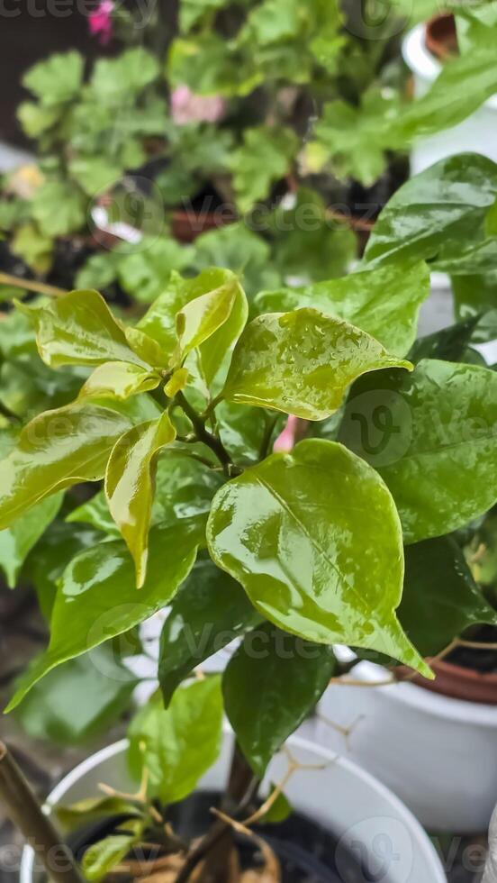 Heavy rain on a summer day. Wet drops on the branches. Wet plants photo