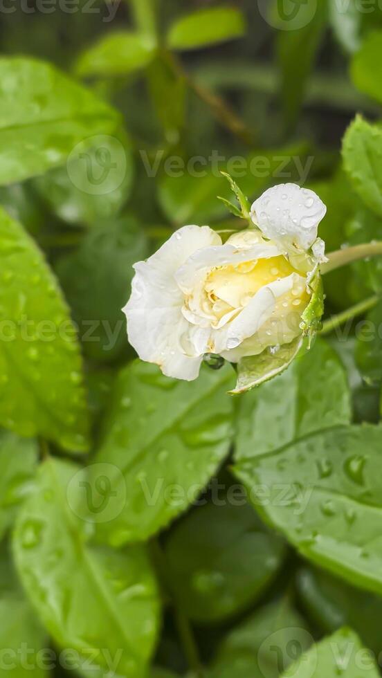 Heavy rain on a summer day. Wet drops on the branches. Wet plants photo