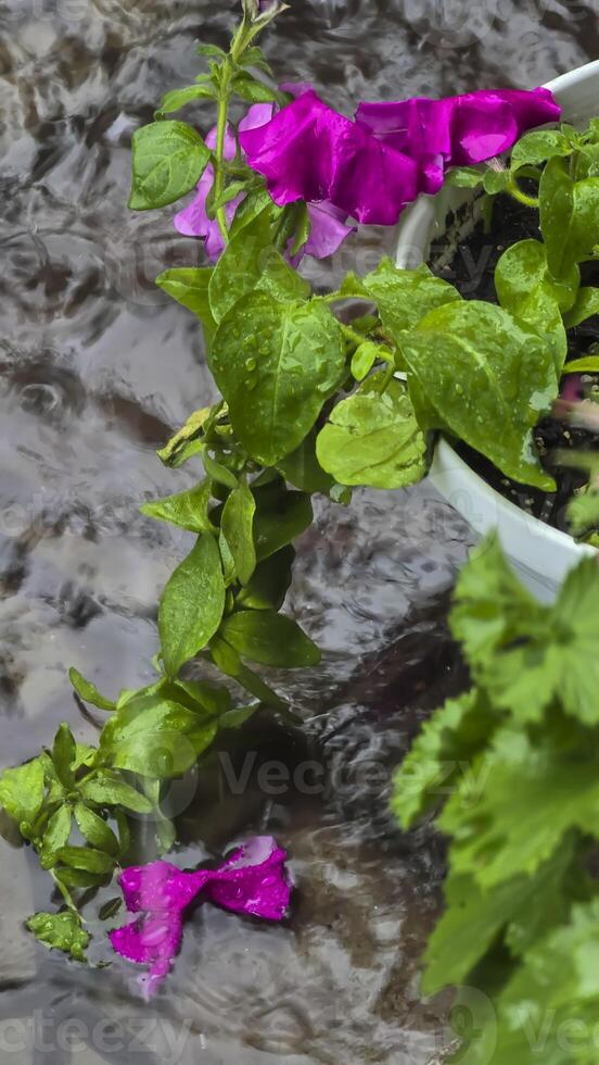 Heavy rain on a summer day. Wet drops on the branches. Wet plants photo