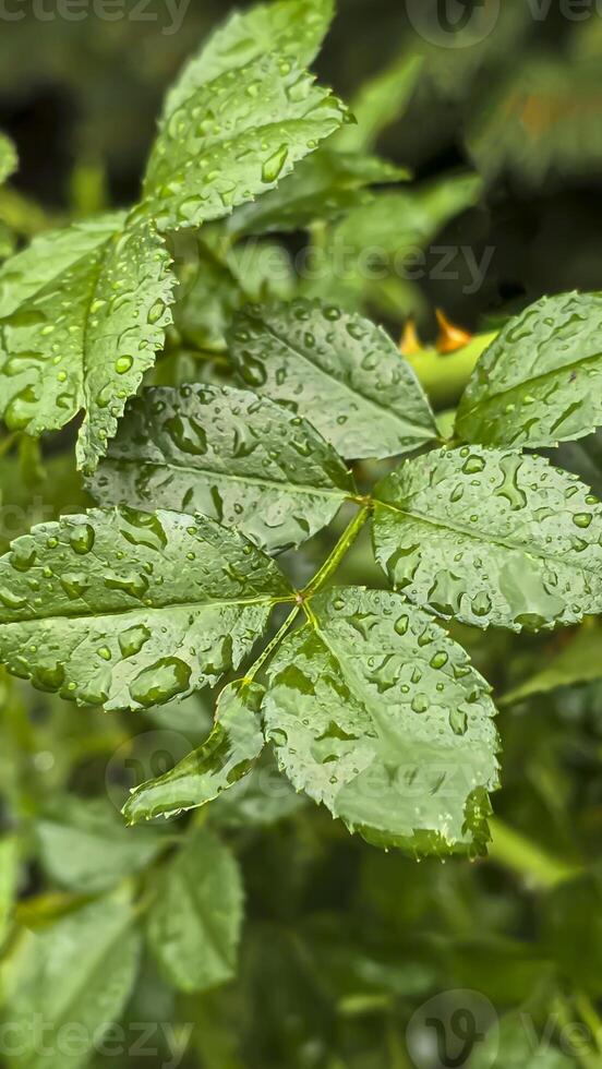 Heavy rain on a summer day. Wet drops on the branches. Wet plants photo