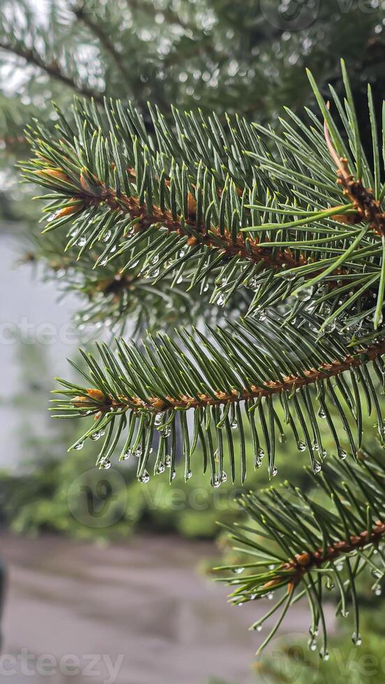 Heavy rain on a summer day. Wet drops on the branches. Wet plants photo