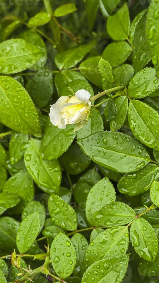 Heavy rain on a summer day. Wet drops on the branches. Wet plants photo